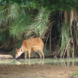 Sitatunga (Tragelaphus spekii)