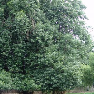 Part of the Sitatunga's (Tragelaphus spekii) enclosure
