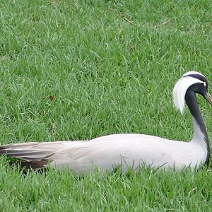 Demoiselle Crane (Anthropoides virgo)