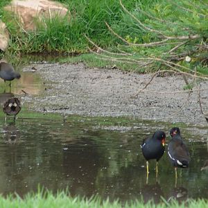 Wild Common Moorhen (Gallinula chloropus) at the zoo