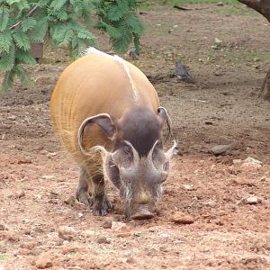 Red River Hog (Potamochoerus porcus pictus)