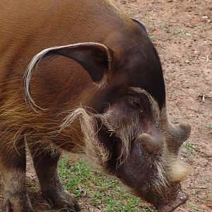 Red River Hog (Potamochoerus porcus pictus)