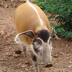 Red River Hog (Potamochoerus porcus pictus)