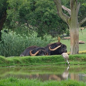Asiatic Water Buffalos (Bubalus bubalis) and a Common crane (Grus grus)