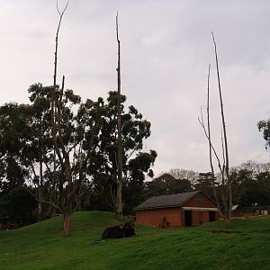 View over the Asiatic Water Buffalos' (Bubalus bubalis) enclosure
