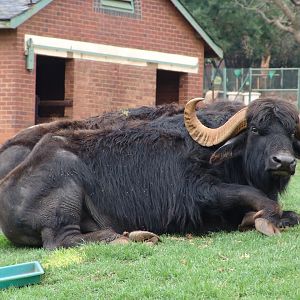Asiatic Water Buffalos (Bubalus bubalis)