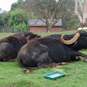 Asiatic Water Buffalos (Bubalus bubalis)