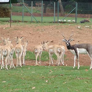 Blackbuck (Antilope cervicapra)