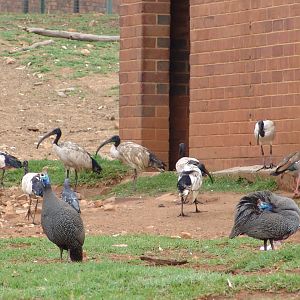 Wild Sacred Ibises (Threskiornis aethiopicus), Egyptian Goose (Alopochen ae