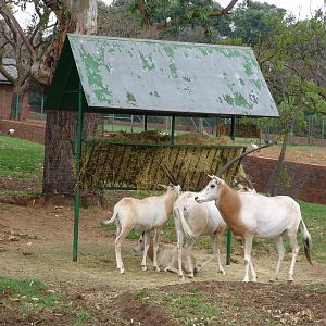 Scimitar-horned Oryx (Oryx dammah)