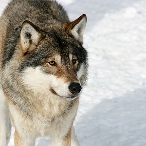 Grey wolf (Canis lupus)