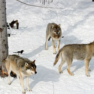 Grey wolfs (Canis lupus)