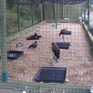 Harris hawk enclosure at Eagle Heights, 10 September 2011