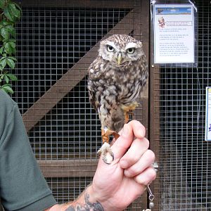 Little owl at Eagle Heights, 10 September 2011