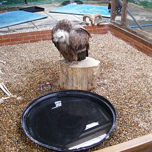 Griffon vulture enclosure at Eagle Heights, 10 September 2011