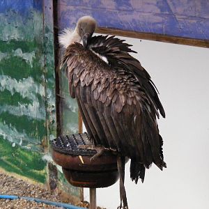 African white-backed vulture at Eagle Heights, 10 September 2011