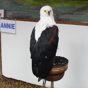 African fish eagle at Eagle Heights, 10 September 2011