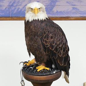 Bald eagle at Eagle Heights, 10 September 2011