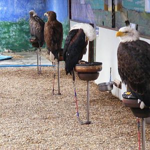 Row of birds at Eagle Heights, 10 September 2011