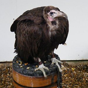 Hooded vulture at Eagle Heights, 10 September 2011