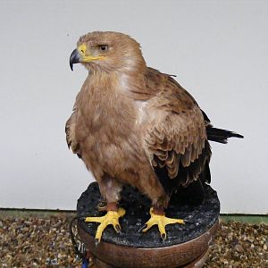 Tawny eagle at Eagle Heights, 10 September 2011