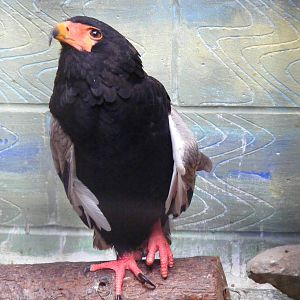 Bateleur eagle at Eagle Heights, 10 September 2011