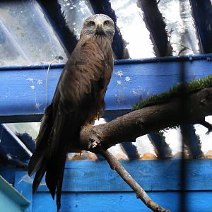 Black kite at Eagle Heights, 10 September 2011