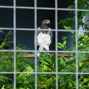 Martial eagle at Eagle Heights, 10 September 2011