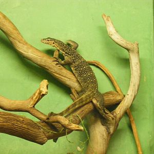 Water monitor at Eagle Heights, 10 September 2011