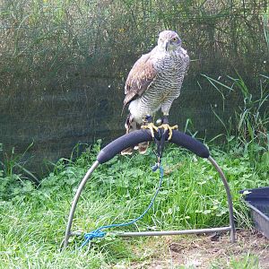 Goshawk at Eagle Heights, 10 September 2011