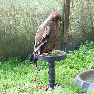Steppe eagle at Eagle Heights, 10 September 2011