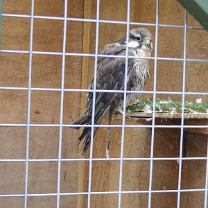 Lugger falcon at Eagle Heights, 10 September 2011