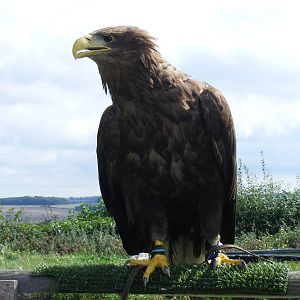White-tailed sea eagle at Eagle Heights, 10 September 2011