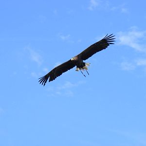 White-tailed sea eagle in flight at Eagle Heights, 10 September 2011