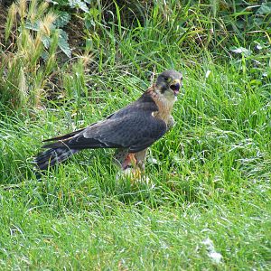 Perlin at Eagle Heights, 10 September 2011