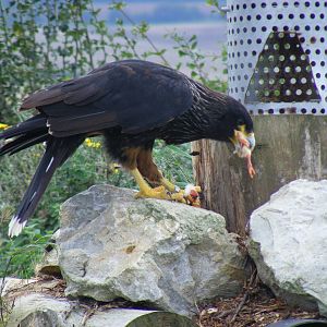 Striated caracara at Eagle Heights, 10 September 2011