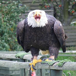Bald eagle at Eagle Heights, 10 September 2011