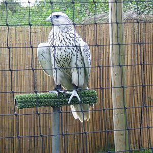 Gyr falcon at Eagle Heights, 10 September 2011
