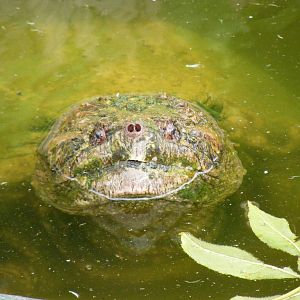 Snapping turtle at Eagle Heights, 10 September 2011