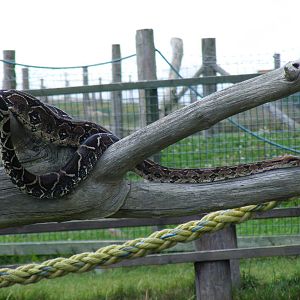 Boa constrictor at Eagle Heights, 10 September 2011