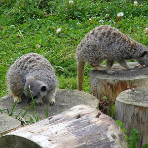 Slender-tailed meerkats at Eagle Heights, 10 September 2011