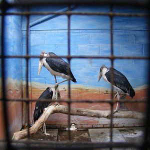 Marabou storks at Eagle Heights, 10 September 2011