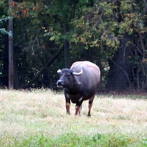 Unknown Bovid Species