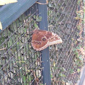 Butterfly at Tropical Wings, 13 September 2011