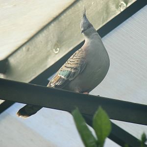Crested bronze-winged pigeon at Tropical Wings, 13 September 2011