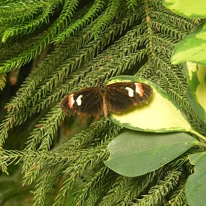 Butterfly at Tropical Wings, 13 September 2011