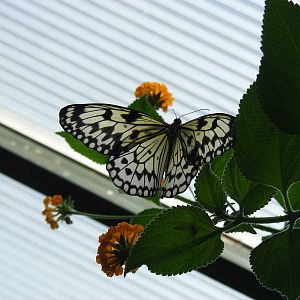 Butterfly at Tropical Wings, 13 September 2011