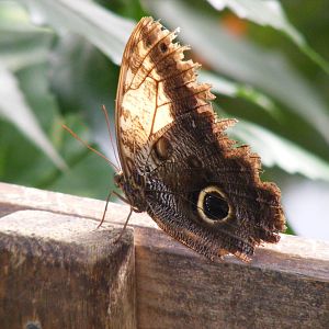 Butterfly at Tropical Wings, 13 September 2011