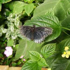 Butterfly at Tropical Wings, 13 September 2011