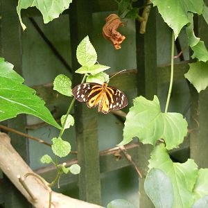 Butterfly at Tropical Wings, 13 September 2011